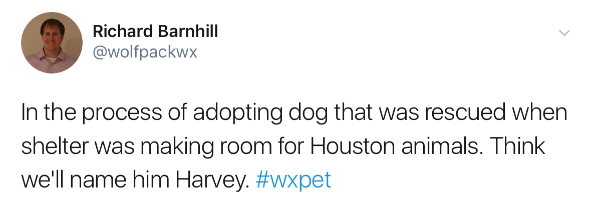 Harvey Dog